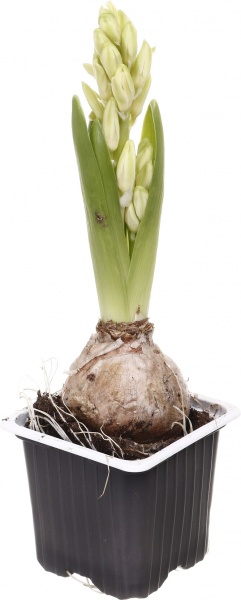 Рослина кімнатна Гіацинт мікс d7