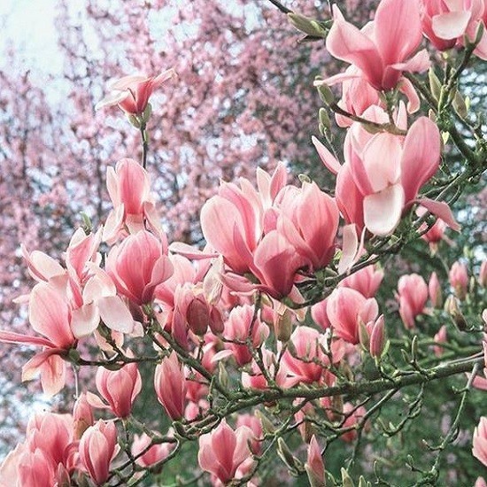 Растение Магнолия фрагант клауд d21/h50