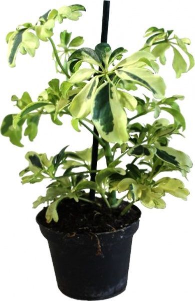 Растение комнатное Шеффлера 9/20 Schefflera Janine