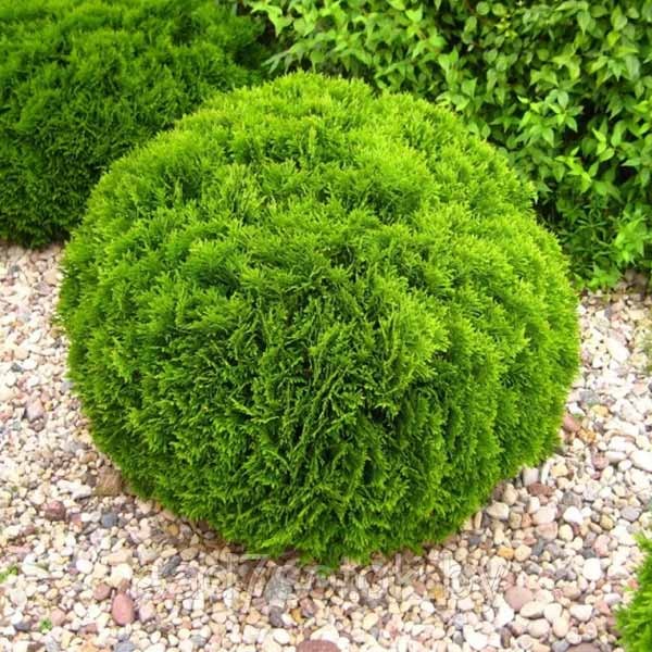 Растение Туя Danica C5