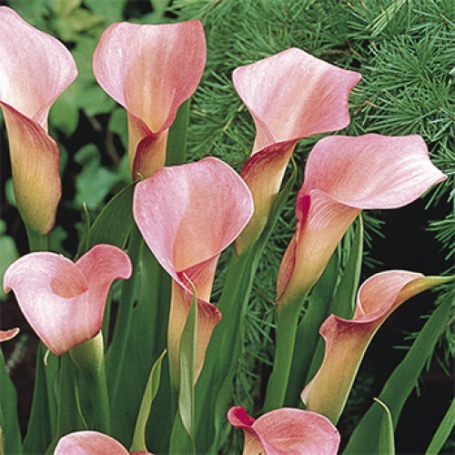 Луковица Яскрава Калла Crystal Blush 1 шт.