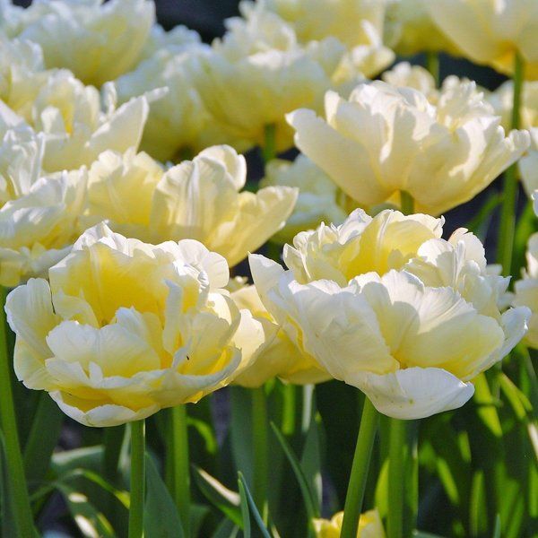 Луковица Тюльпан Verona 3 шт. 