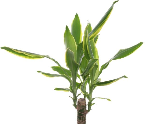 Рослина Драцена 11/45 Фрагранс