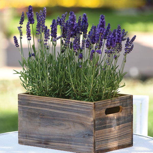 Растение Лаванда узколистная Хидкот С3