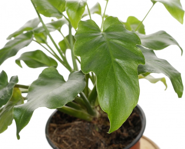 Растение сингониум пикс 12/20