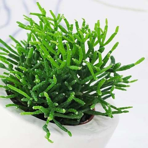 Рослина Ріпсаліс Cereuscula d10/h15