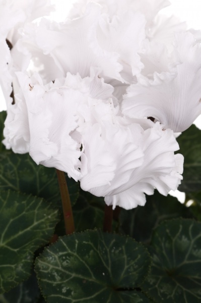 Растение Цикламен 10,5/20 сортовой