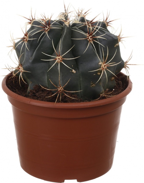 Растение Кактус микс 15/55