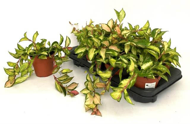 Растение Хойя 12х15 Tricolor