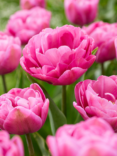 Цибулина тюльпана повного пізнього Тейблденс 3 шт. TUBERBULB Export B.V.