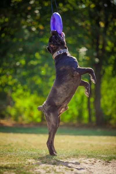 Снаряд тренувальний Puller Мaxi для собак 30 см