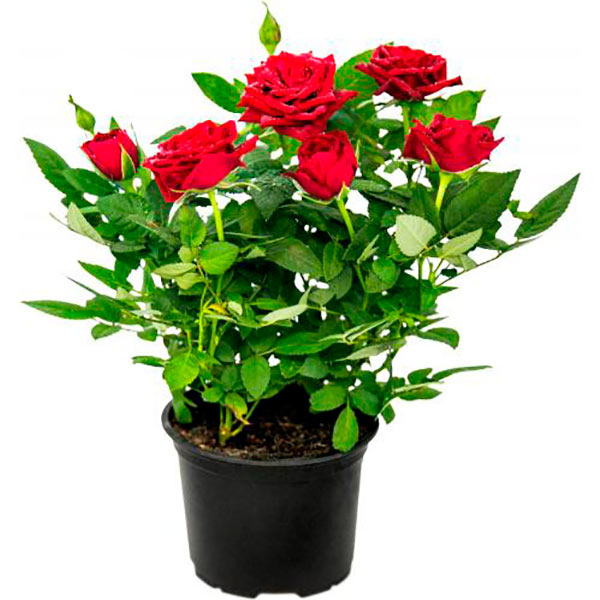 Растение комнатное Роза микс 10/30