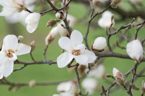 Рослина Магнолія кобус / Magnolia kobus С10/H140-160