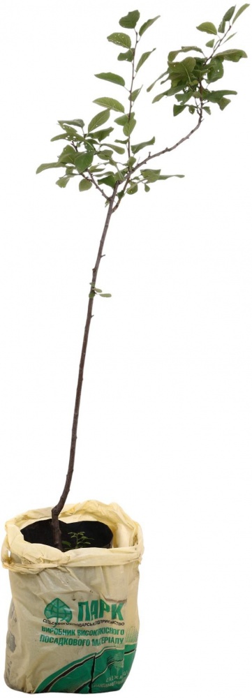 Саджанець Сливав асортименті 3 р (L.15)