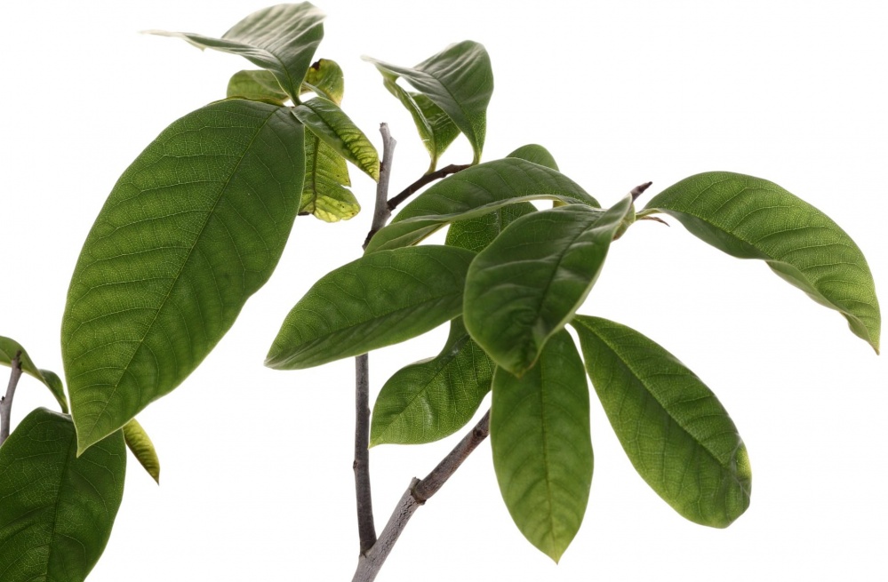 Растение Азимина трехлопастная Asimina triloba 15 л h 80-100 см