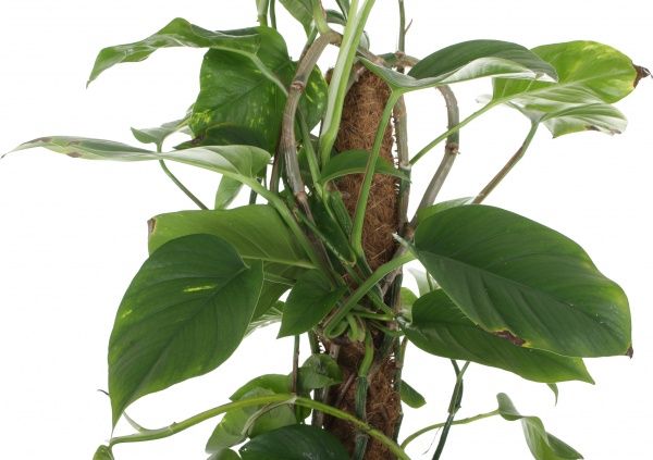 Растение комнатное Эпипремнум Моссток 24x120 см