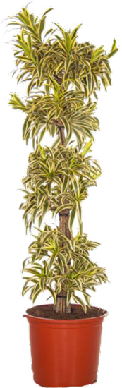 Растение комнатное Драцена Песня Индии на плетеном стволе d21/h50