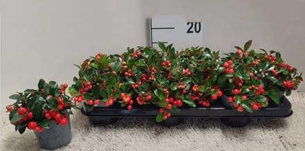 Рослина Гаультерія 10х15 з великими червоними ягодами