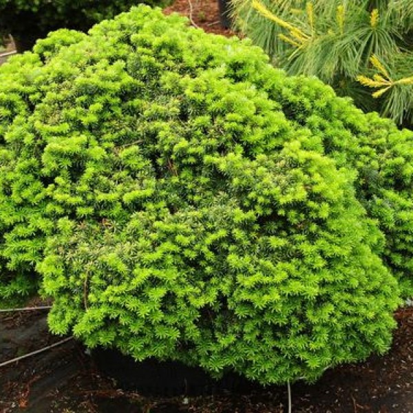 Пихта корейская / Abies koreana Cis, С20 Pa