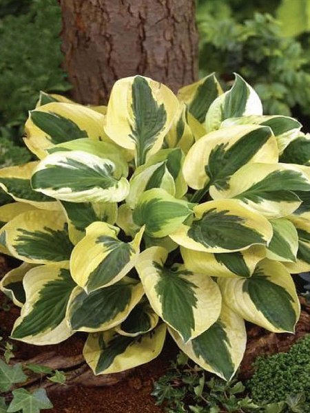 Корневище хосты Брим Кап 1 шт. 