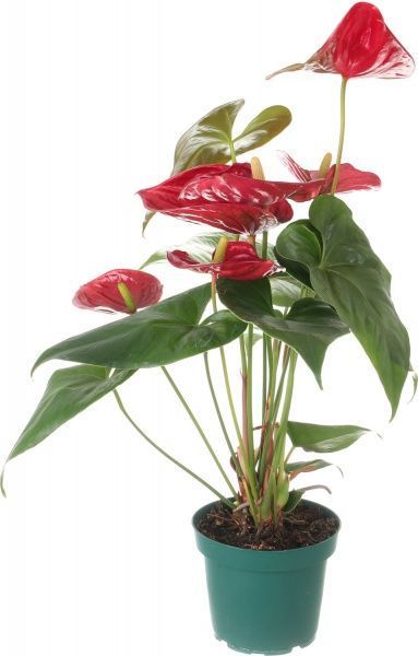 Растение Антуриум Туренза 14х60 см