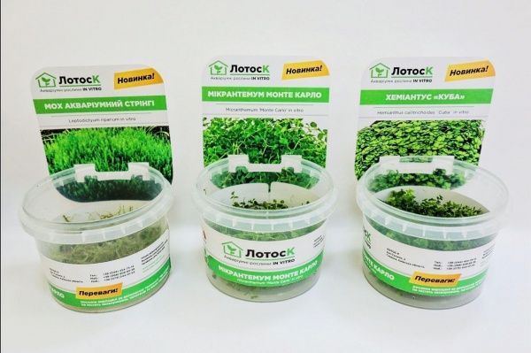 Рослина акваріумна Лотос К мох Ерект (Vesicularia reticulata `Erect moss` in vitro)