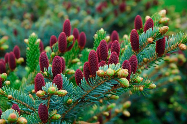 Рослина Ялина біколор / Picea bicolor Howels Dwarf Tigertall, С 15