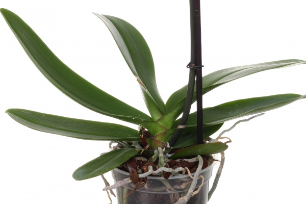 Растение комнатное Фаленопсис 15x100 см 1 ветвь