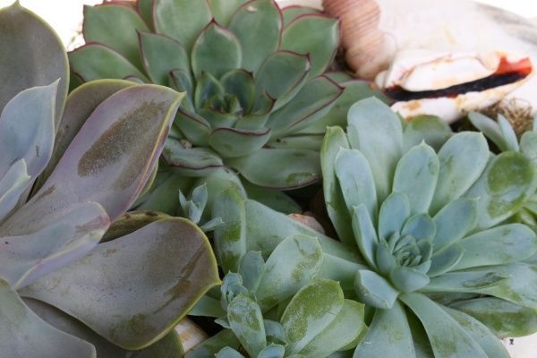 Композиція Сукулент в мушлі 47/25