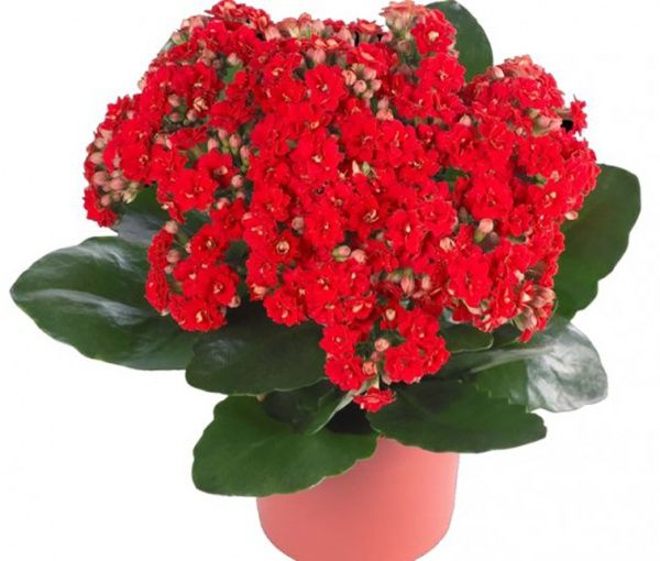 Растение Каланхоэ Розалин микс (12/25)