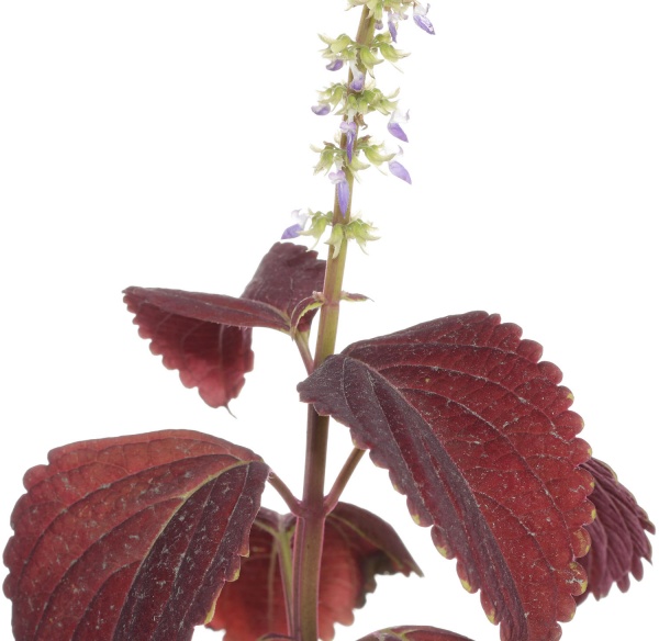 Растение комнатное Колеус Блумэй d11