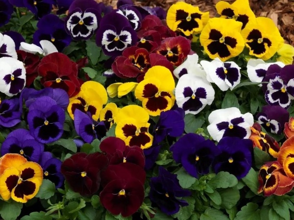 Растение декоративное Виола микс d9