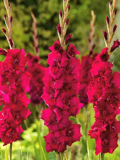 Клубнелуковица F.Stoop B.V. гладиолуса Пламтарт 3 шт. 