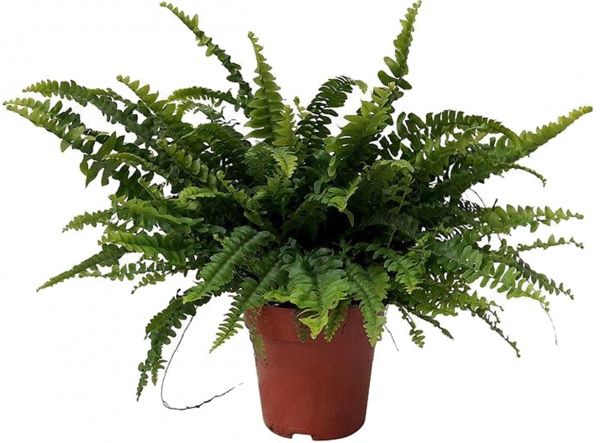 Растение Папороть микс 12x35 см