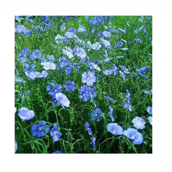 Семена Професійне насіння лен крупноцветковый 500 г (4820176697257)