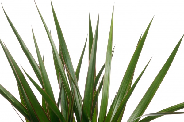 Растение драцена маржината 2 ствола 17/70