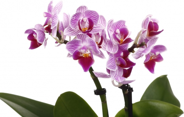 Рослина кімнатна Фаленопсис міні 6х20 см 1 стовбув мікс у кераміці