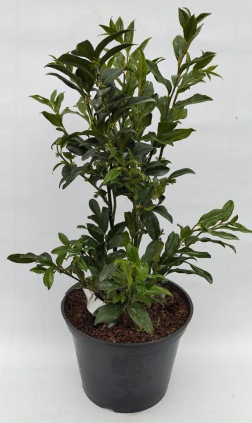 Растение Саркокока d15/h40