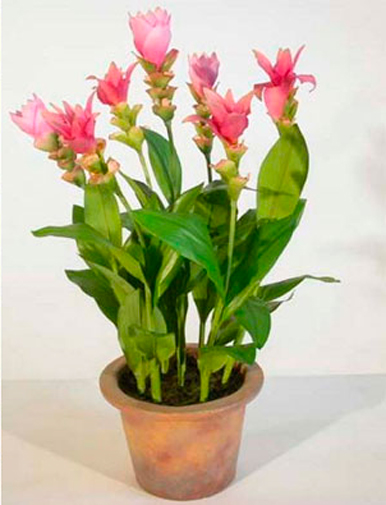 Рослина кімнатна Імбир лікарський d13/h50