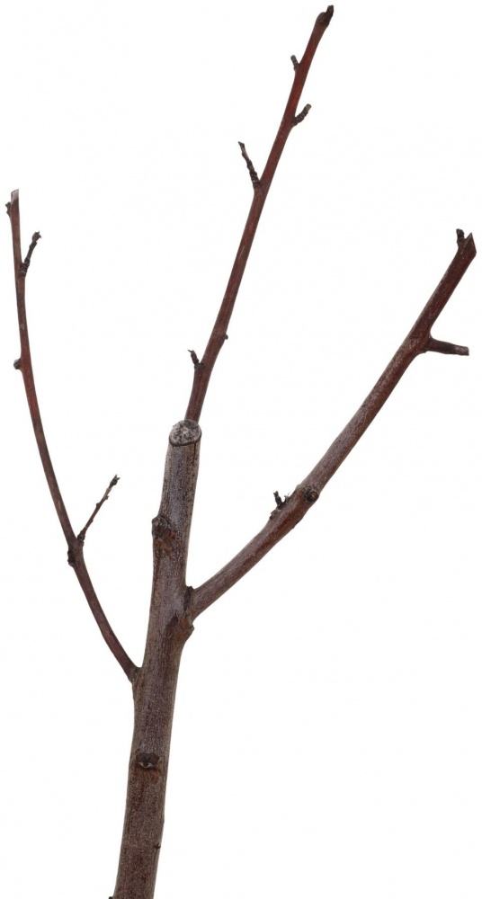 Рослина Персик в асортименті 3р (з/к)