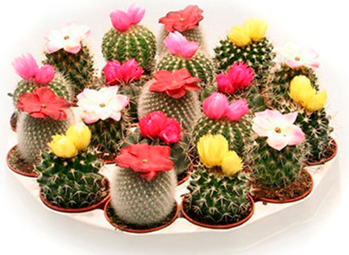 Растение Кактусы с цветком 10x15 см