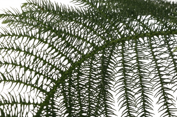 Растение комнатное Араукария 21/90