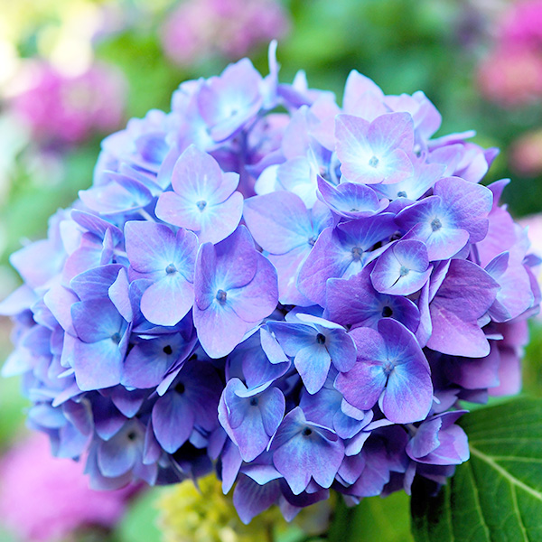 Растение декоративное Яскрава Гортензия Blauer Zwerg