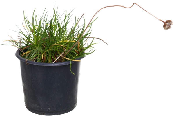 Растение армерия d9