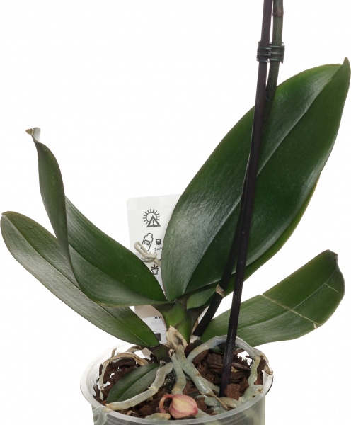 Рослина кімнатна Фаленопсис мікс 1 стовбур d12/90см