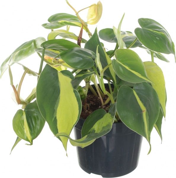 Рослина Філлодендрон 12/25 бразіл