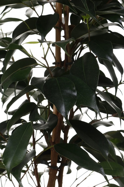 Растение комнатное Фикус 19/75 бенджамина микс