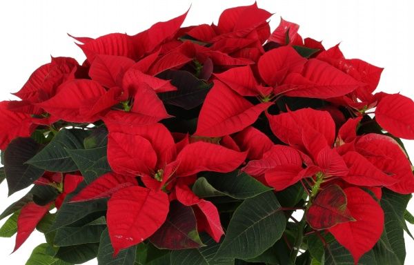 Рослина Пуансетія 25/60 см