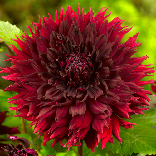 Корнеклубень Яскрава Георгина Фимбриата Kenora Macop 