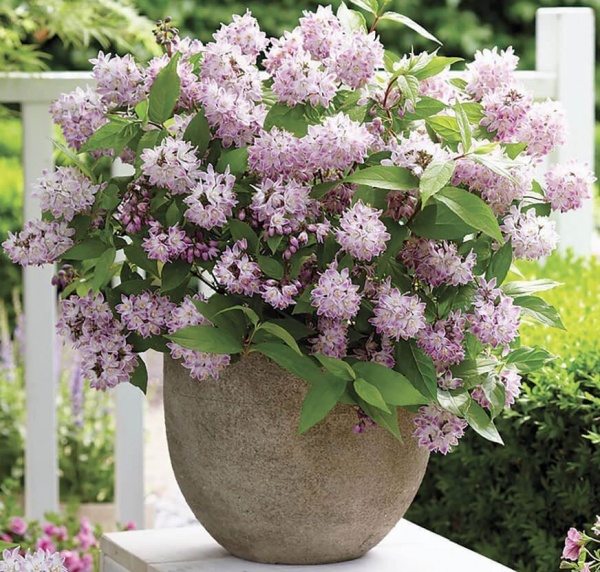 Растение Дейция Расбери Сандей / Deutzia Raspbberry Sundae С3/Н 30-40